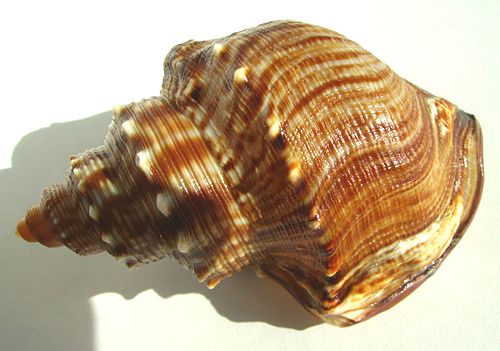 Struthiolaria papulosa